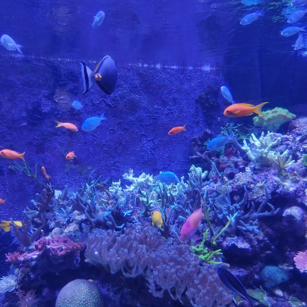 Horniman Aquarium 3