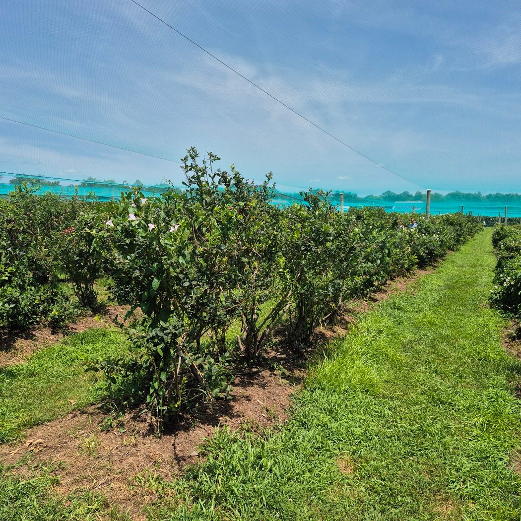 Terhune Orchards Blueberry Bash 1