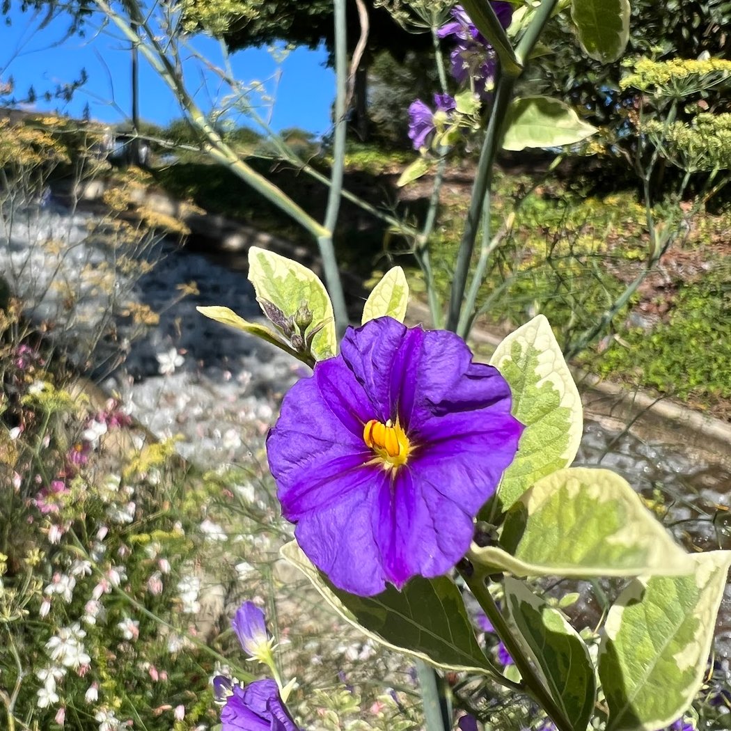 Camifolia Garden 1