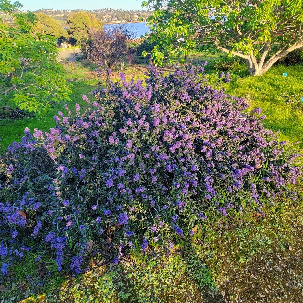 Forrest Deaner Native Plant Botanic Garden 3