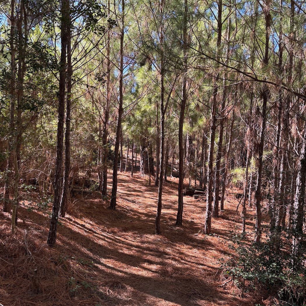 Bastrop State Park 1