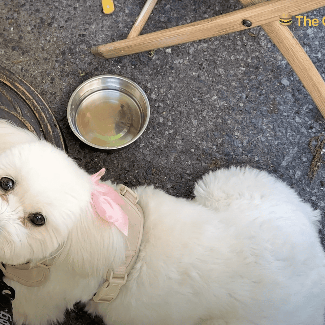 The Grey Dog - Union Square 2