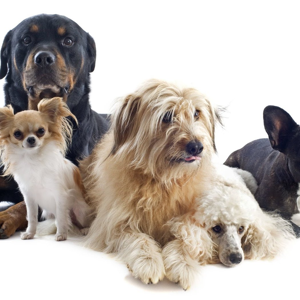 Concord Feed Pet & Livestock Supplies - Dublin 1