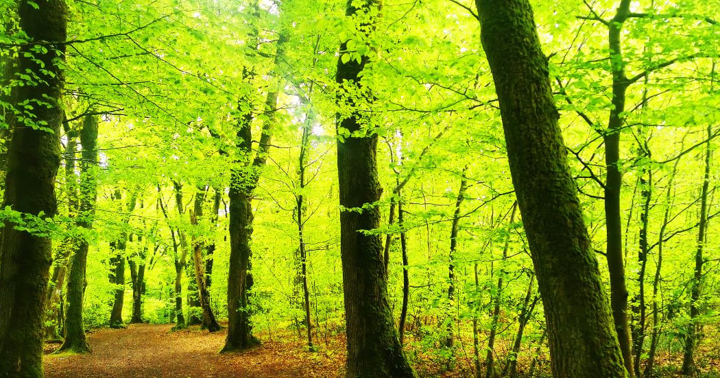 Festival ENVIE DE DEMAIN - Initiation au Bain de forêt 2