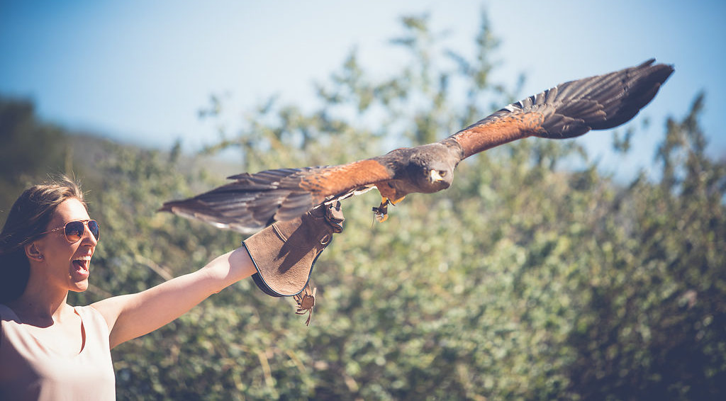 Sky Falconry 3