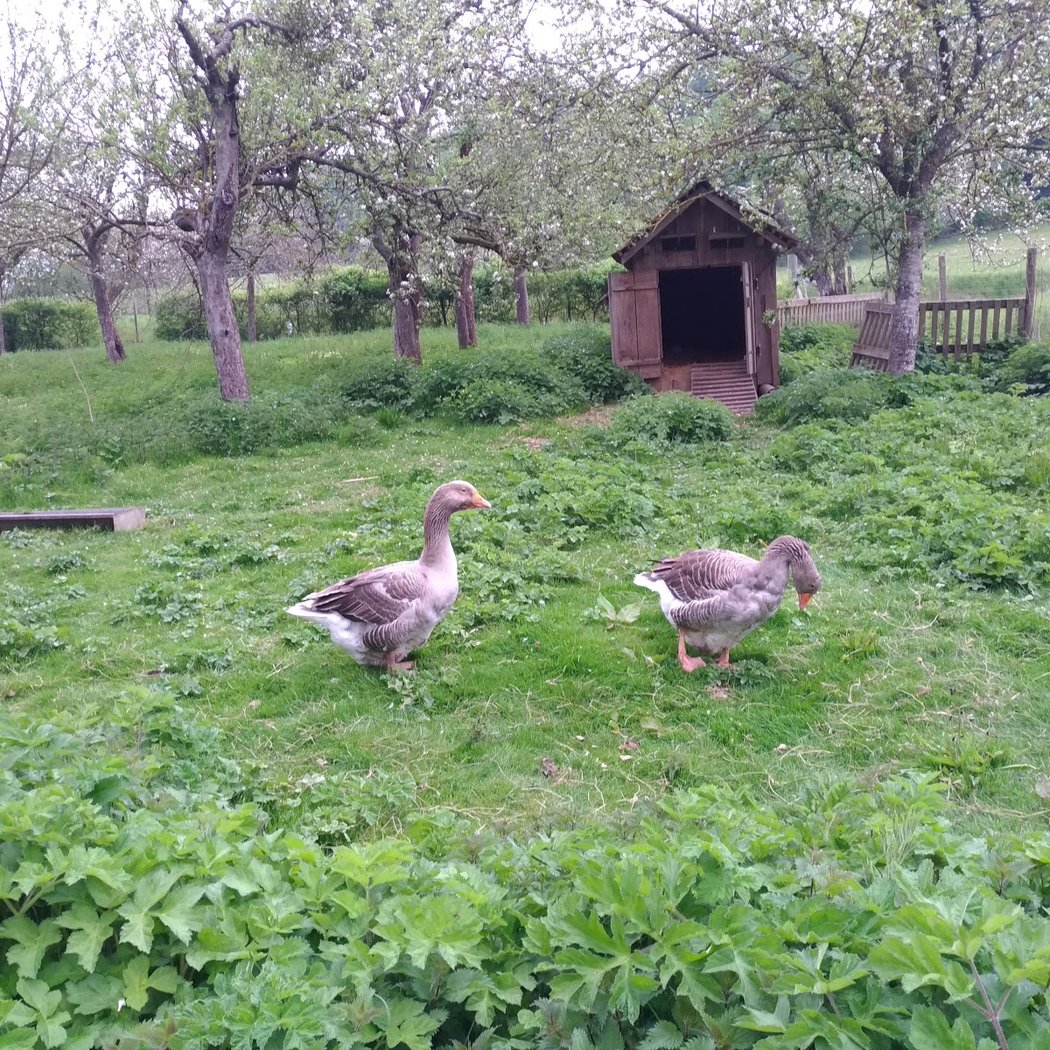 Ferme de La Noue 3