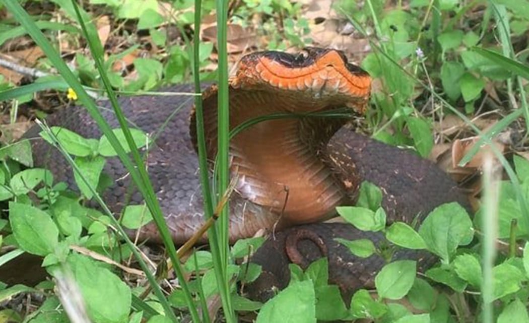 Spectacular Snakes! 2