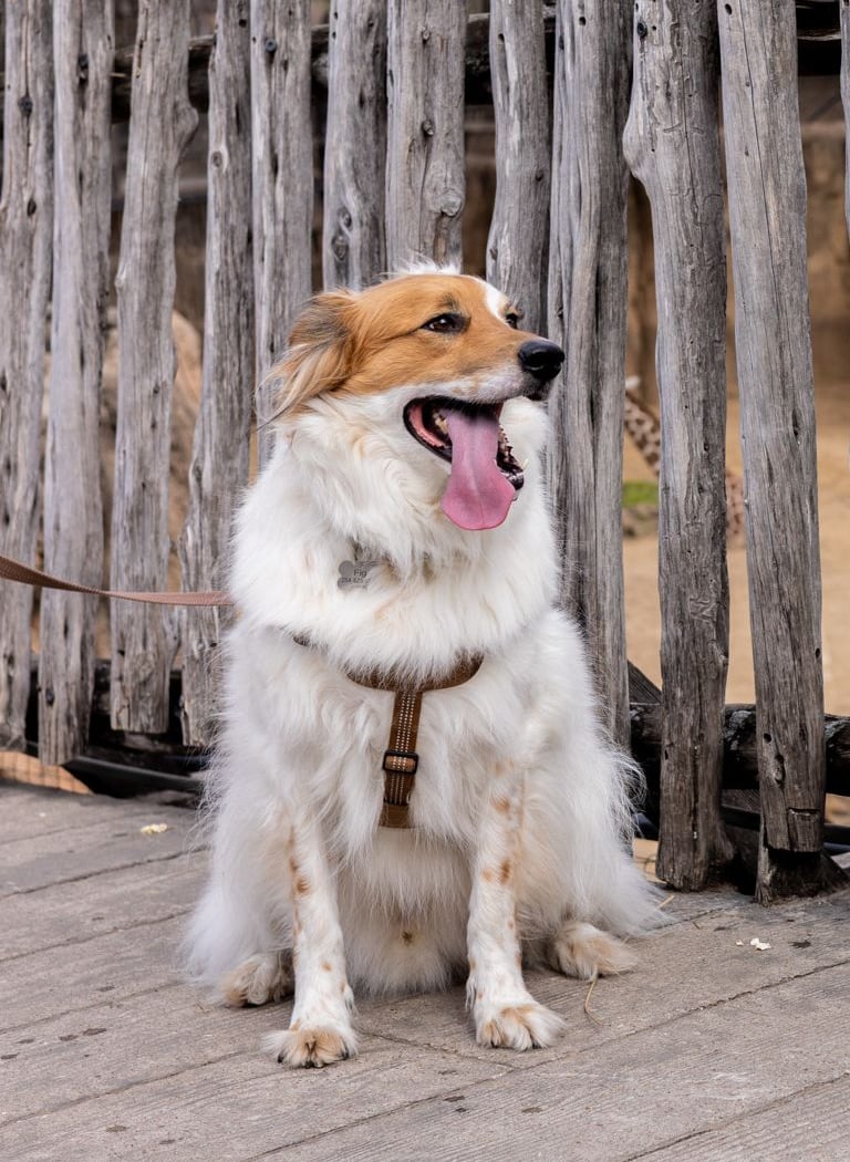 Dog Days 1