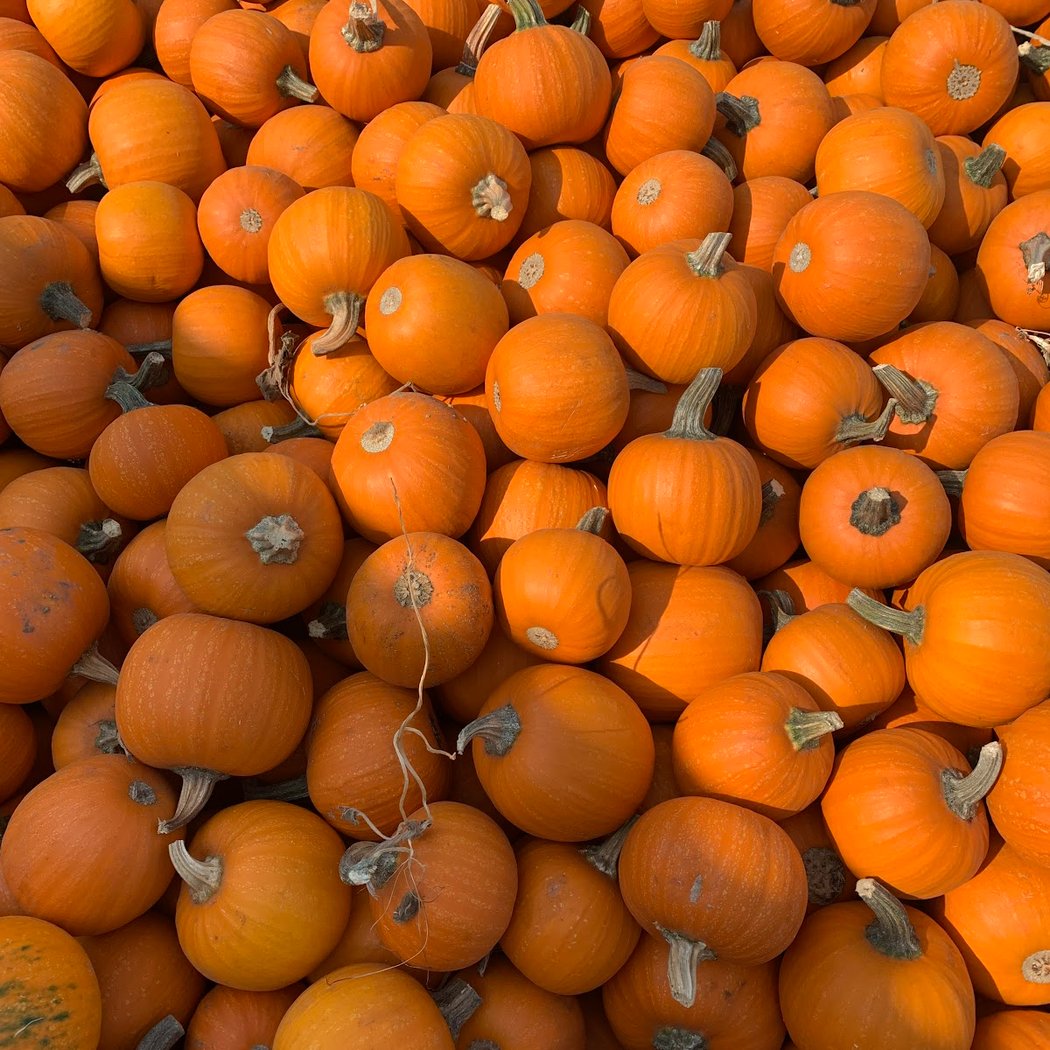 Queen’s Pumpkin Patch 3