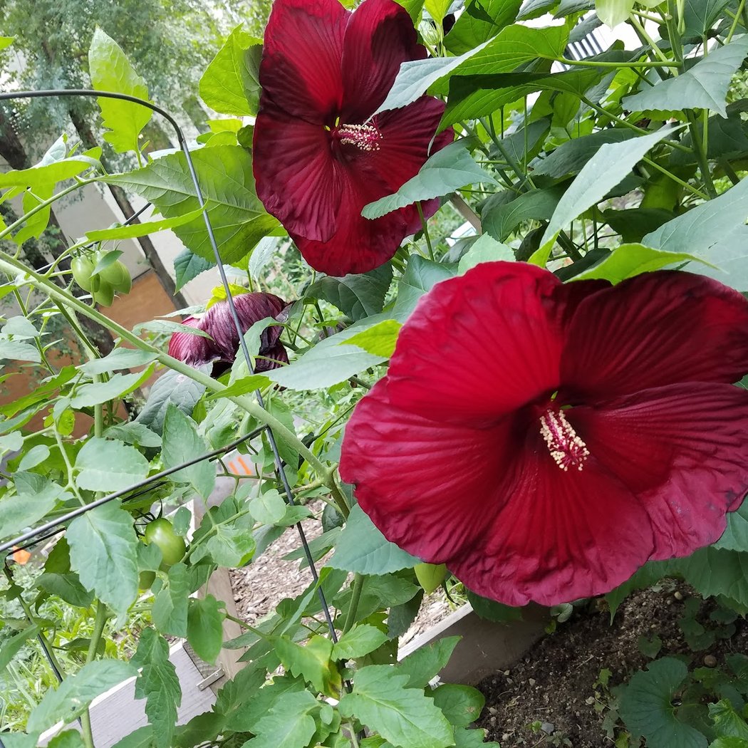 Garden of Love 1