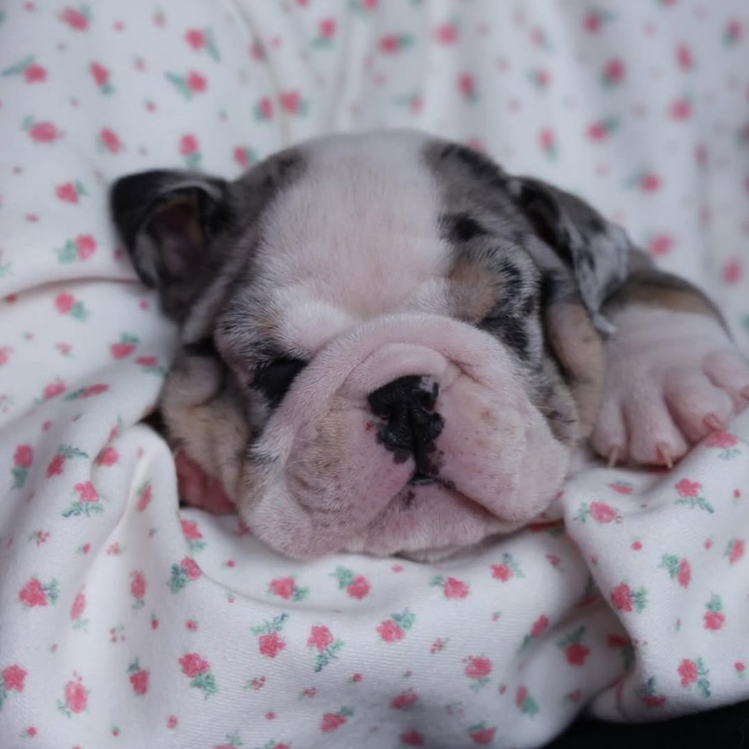 English Bulldog Puppy Yoga 2