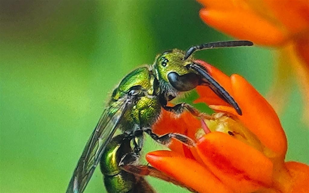 Bee the Solution: Community Science with The Bee Conservancy