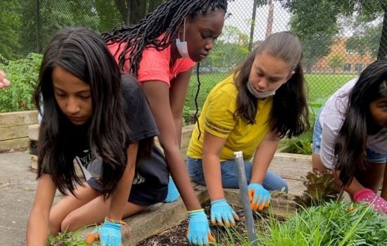 Native Plant Walk and Pollinator Exploration 1