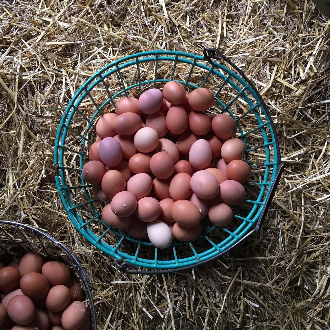 Garden to Table: The Chicken and the Egg 1