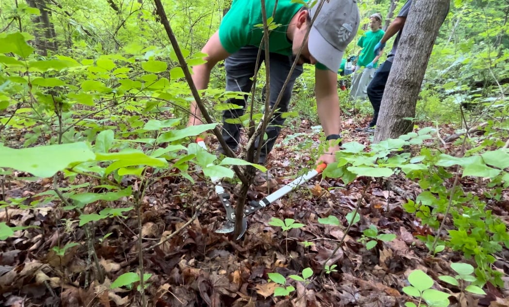 Honeysuckle Hack 1