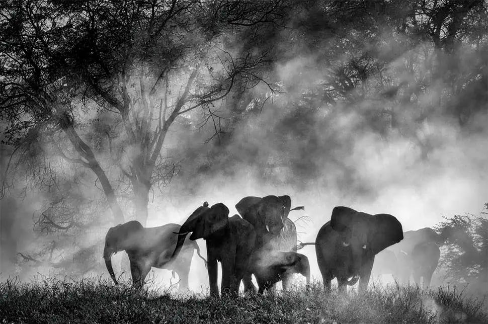 Ghost Elephants