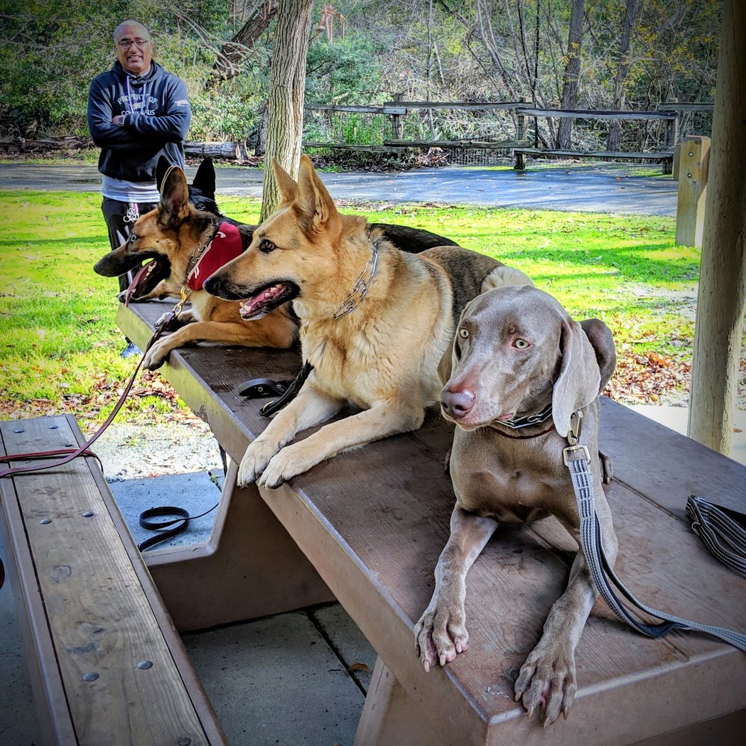 Urban Dog House 1