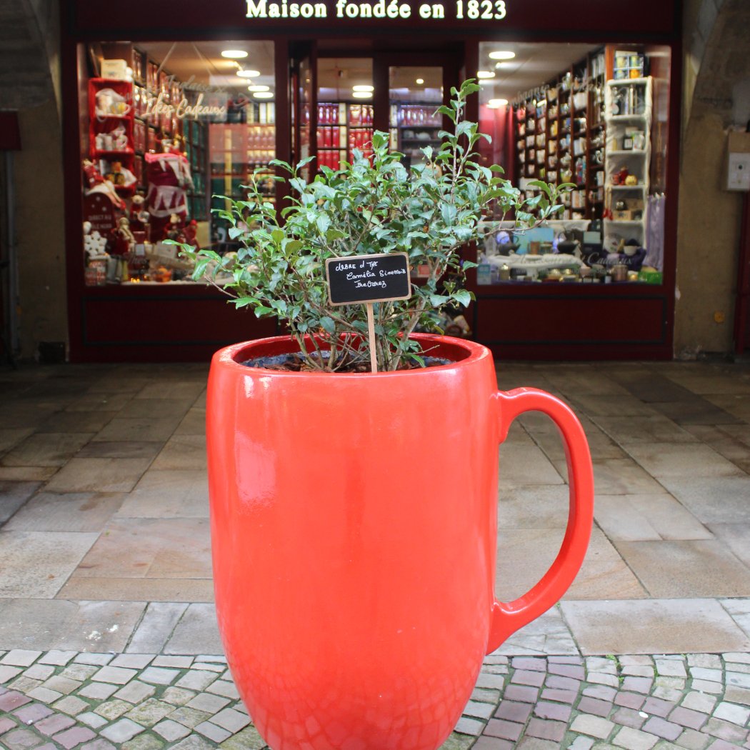 Compagnie Anglaise des Thés ☕️ +300 Thés, Rooibos et Infusions depuis 1823 2