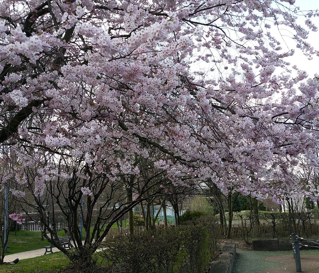 Parc Philippe Pinel 1