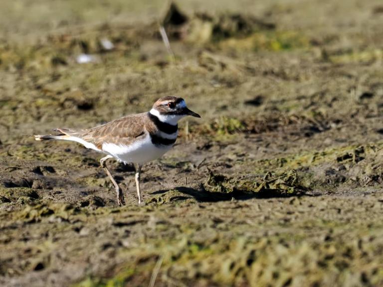 Guided Bird Walk 2