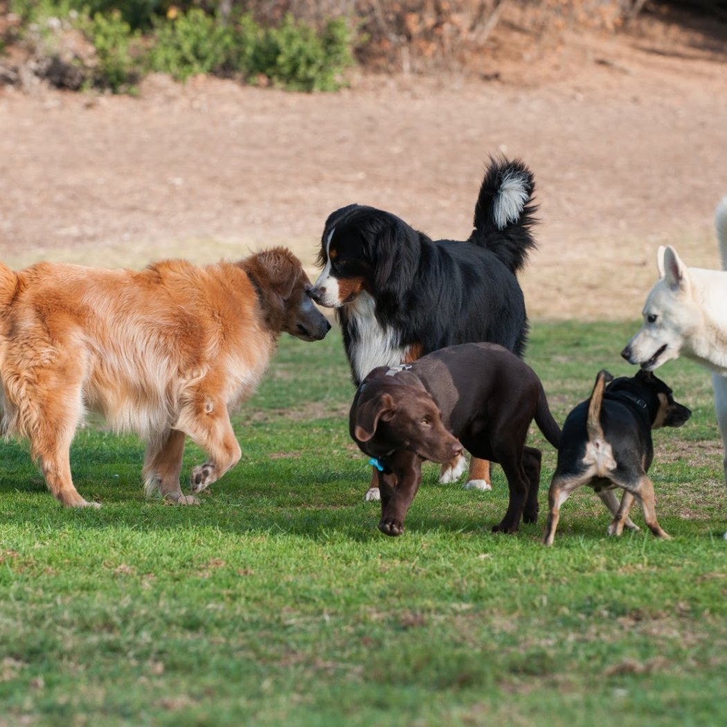 Chiens Malins 1