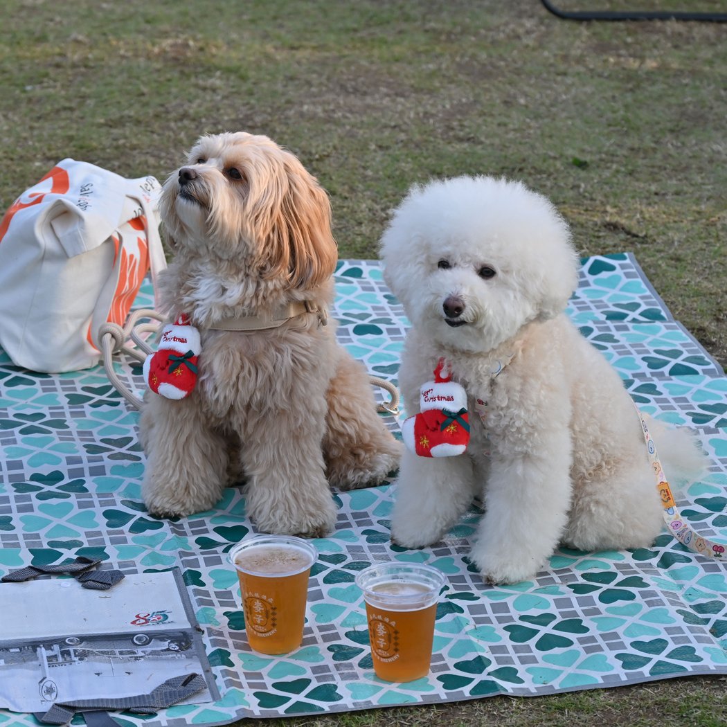 Picnic & Paws 2