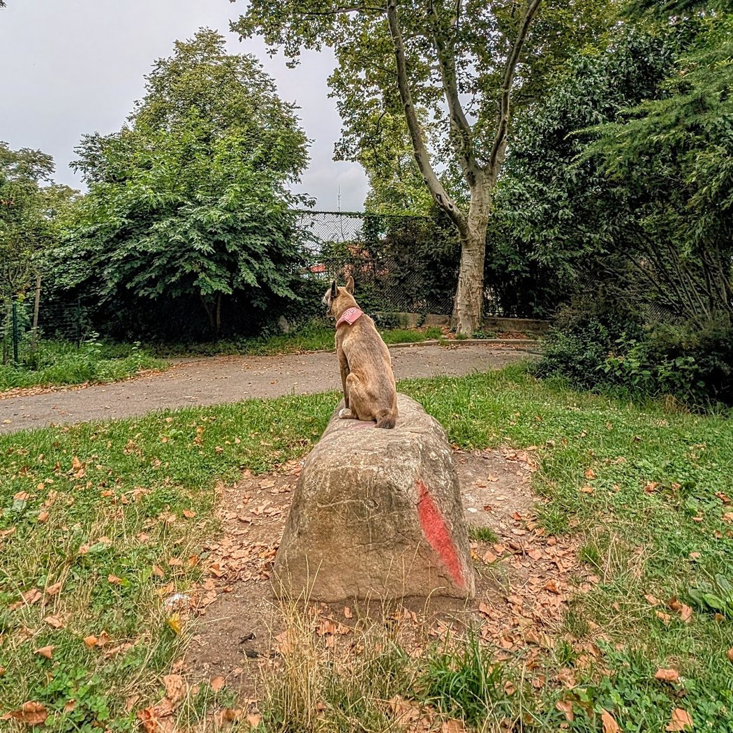 Ellie's Rock 3