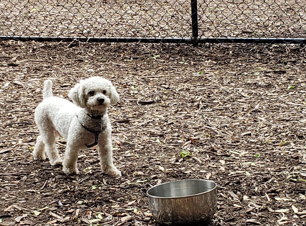 Peekskill Dog Park 3