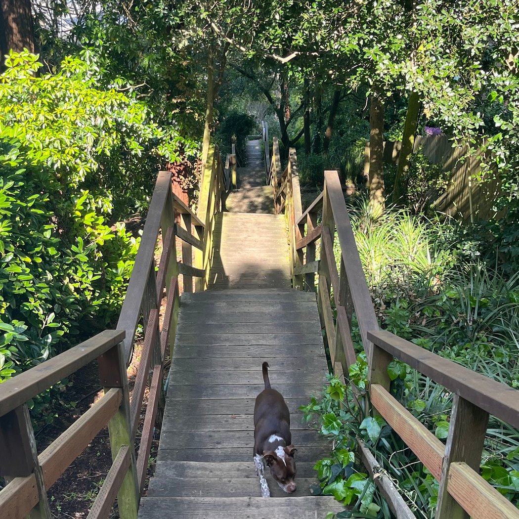 Harry Street Stairs 1