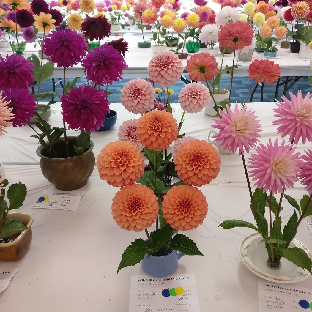 Flora Fest 1
