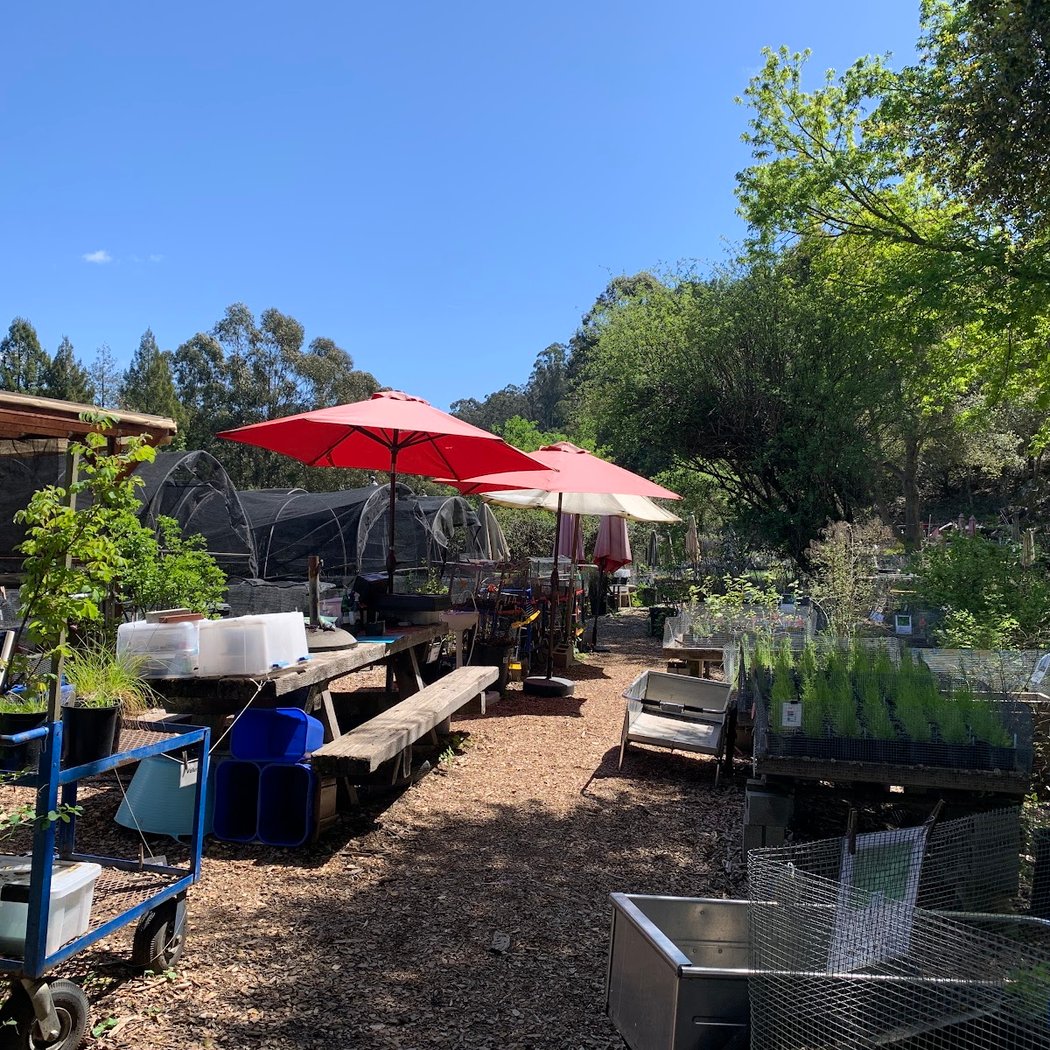 Native Here Nursery 2