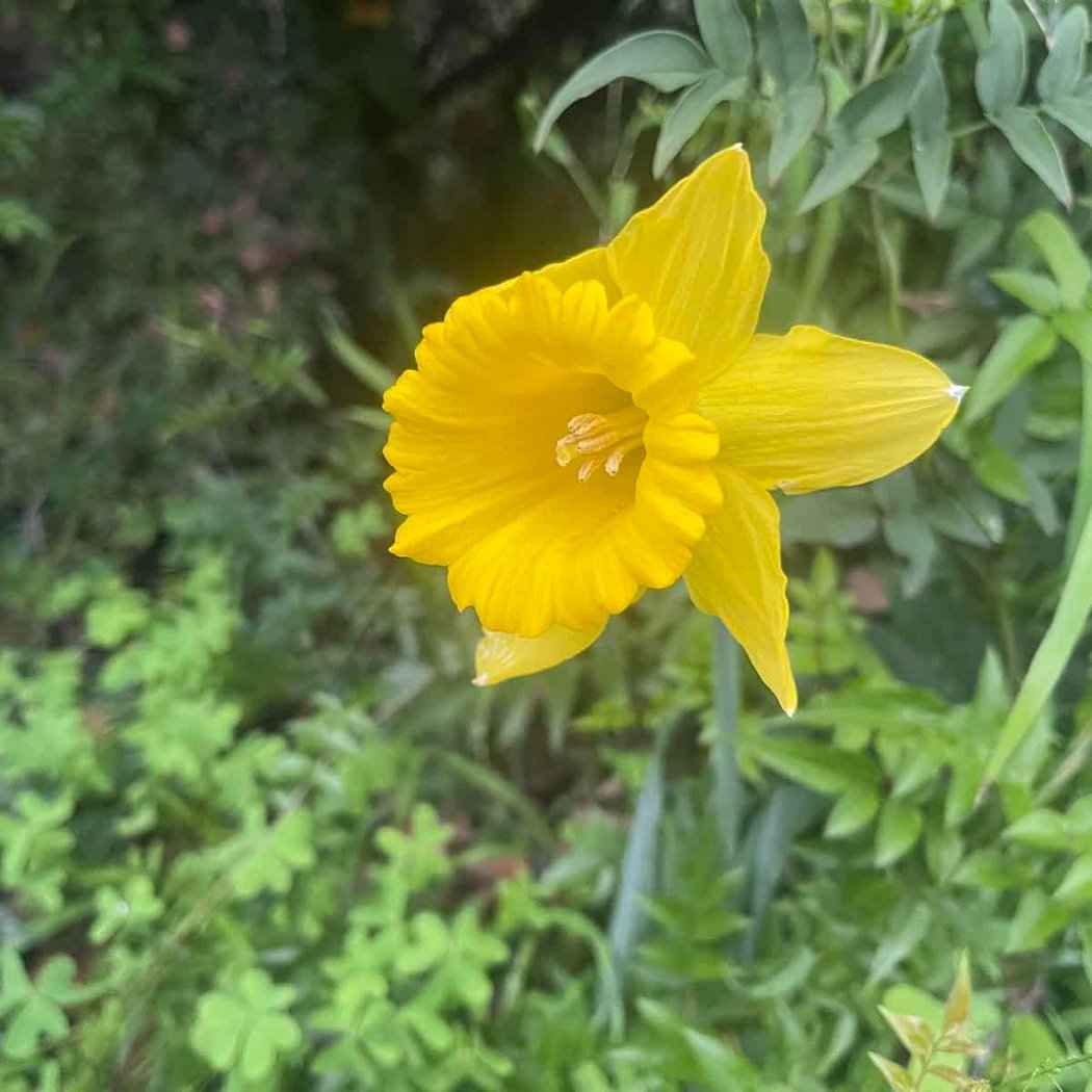 Queen Wilhelmina Garden 2