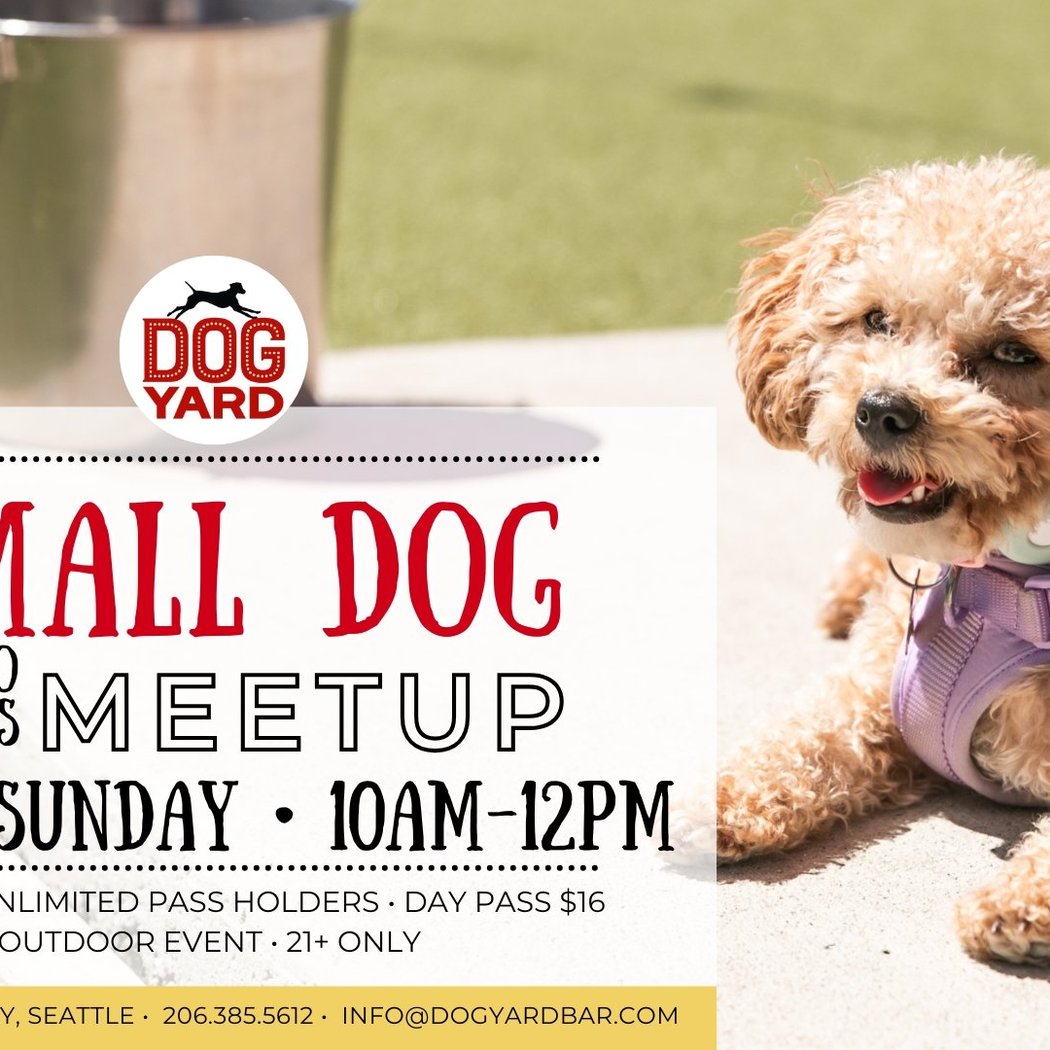 Small Dog Meetup 1