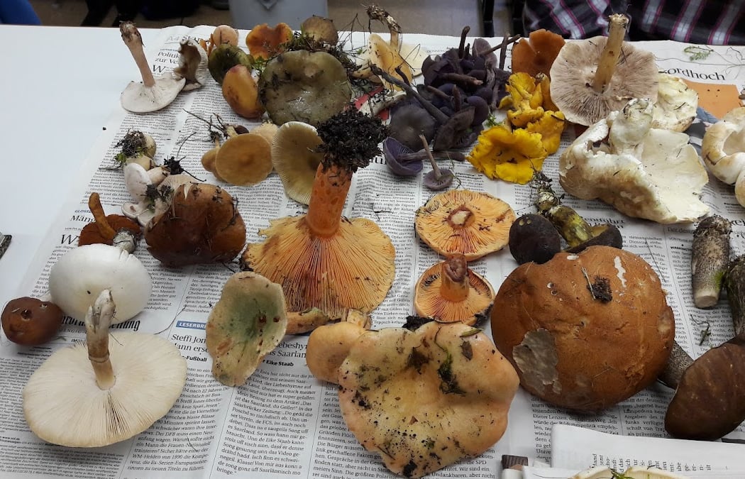Black Forest Mushroom School 1