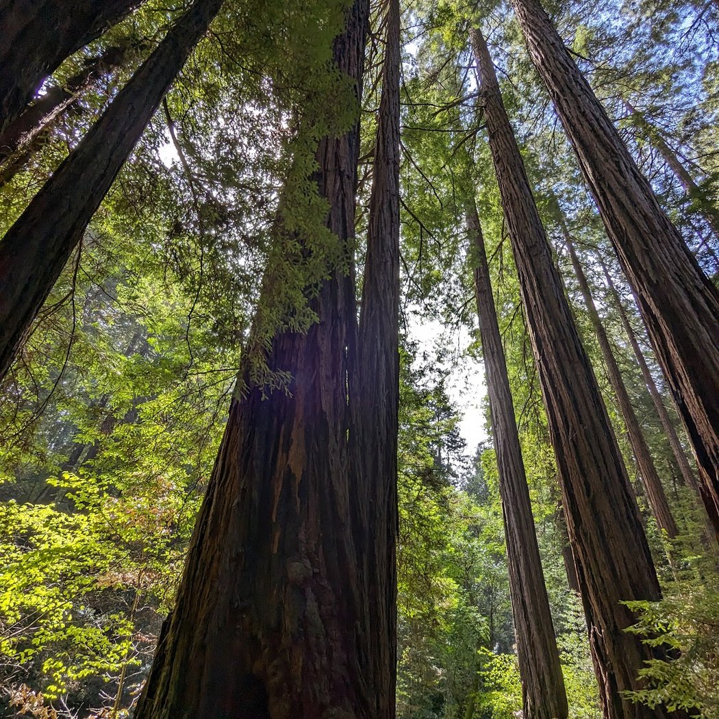 Welcome to the Woods 15-Minute Talk 4