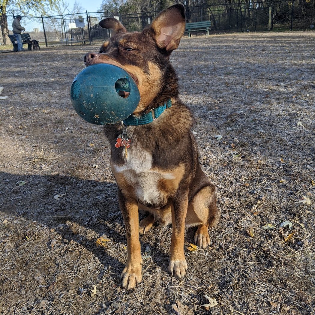 Kingston Point Dog Park 1