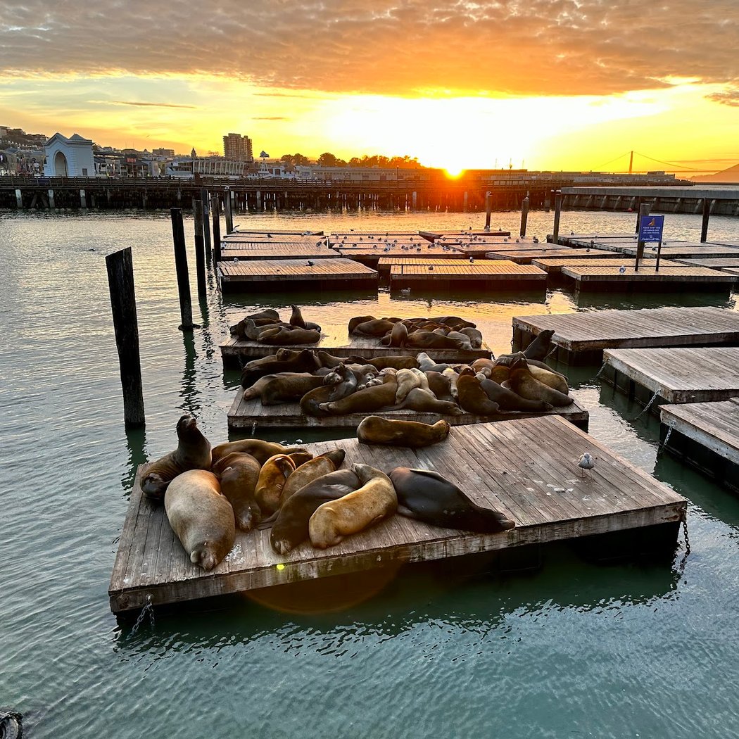 Sea Lion Viewing Area 2
