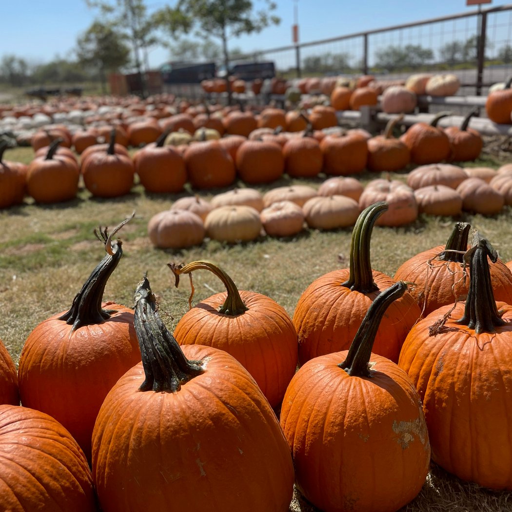 Big Orange Pumpkin Farm 2