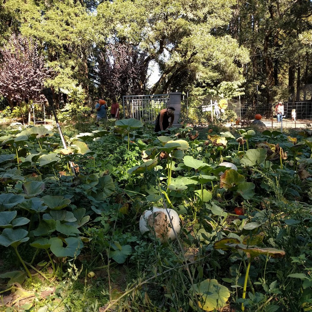 Papa's Pumpkin Patch 3
