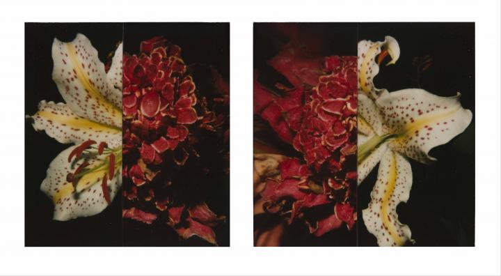 POLARAKI - Mille polaroids d’Araki Nobuyoshi 3