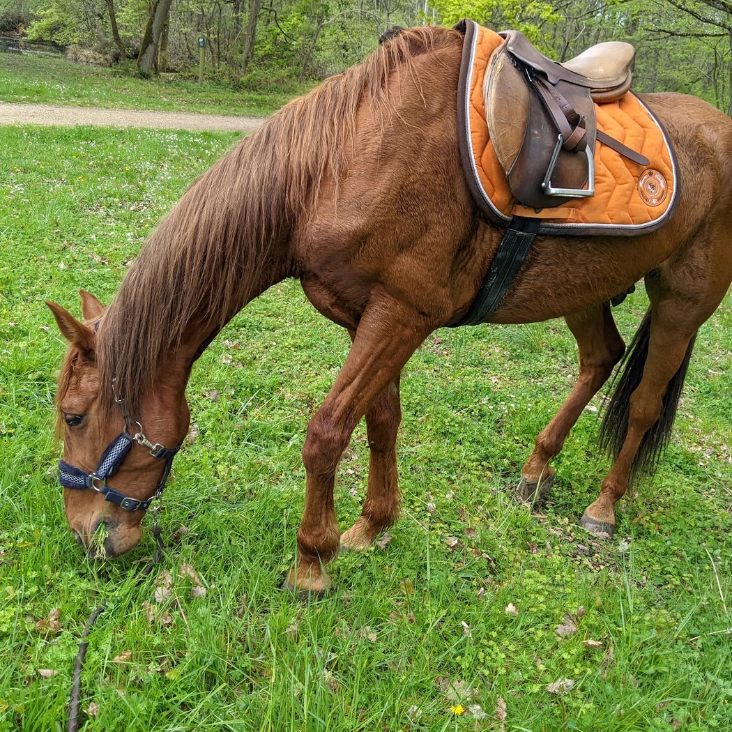 Les Chevaux des Preaux 1