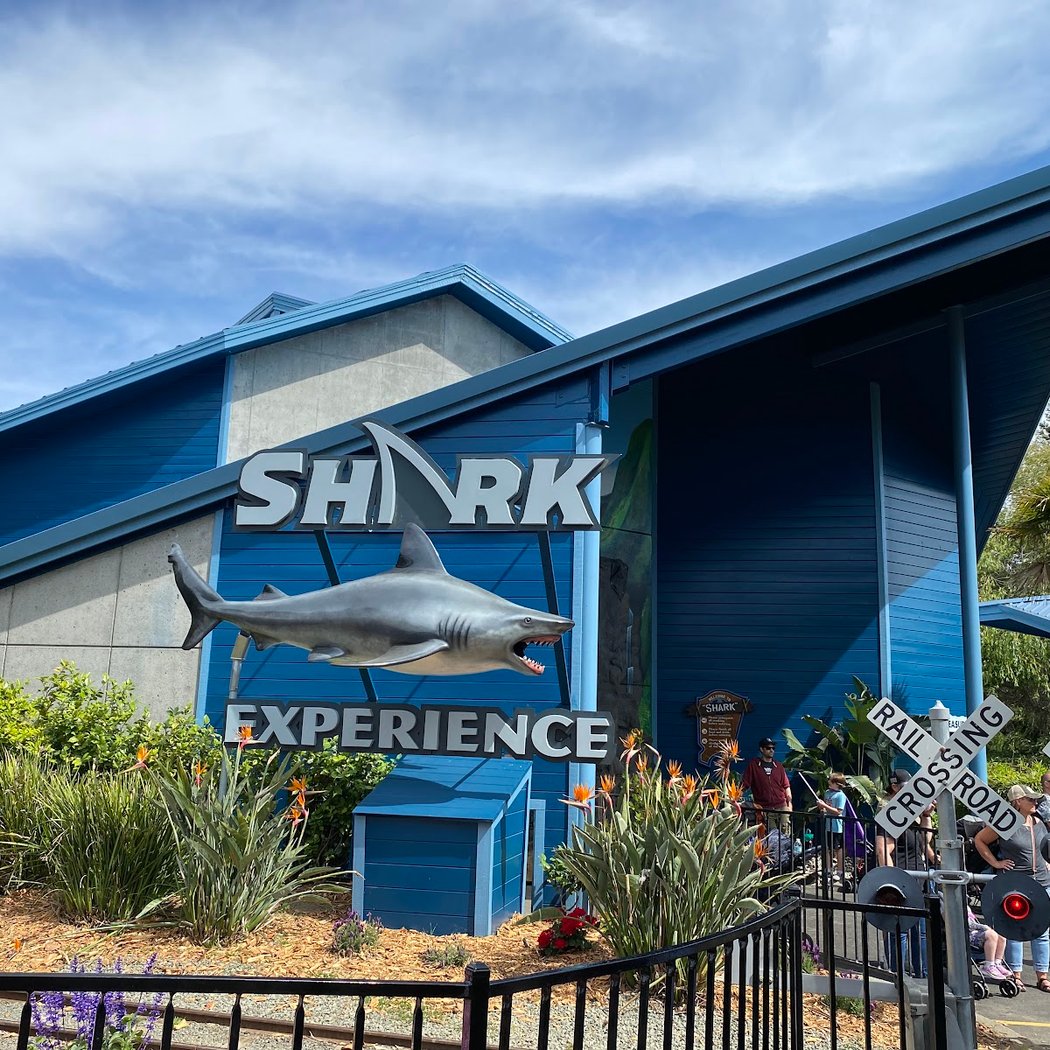 Shark Experience 3