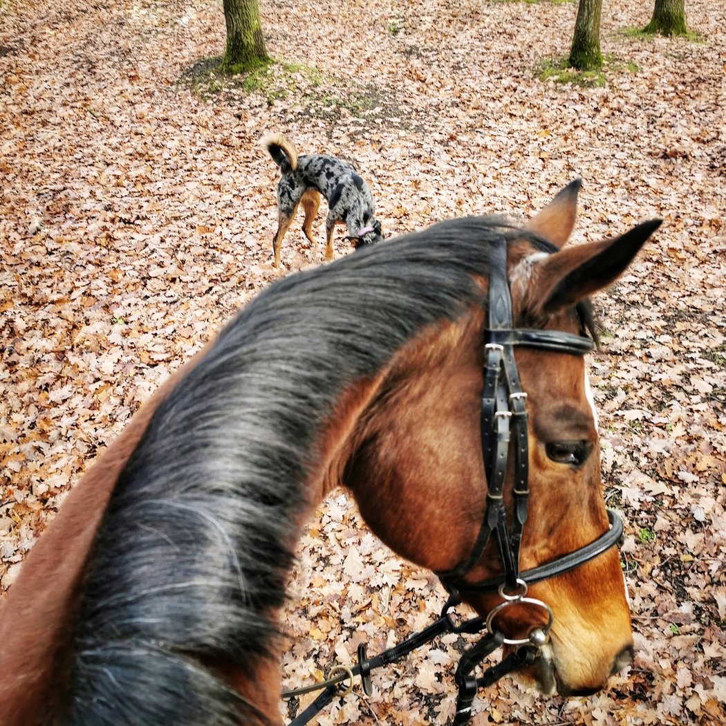 Centre Equestre Montfermeil 2
