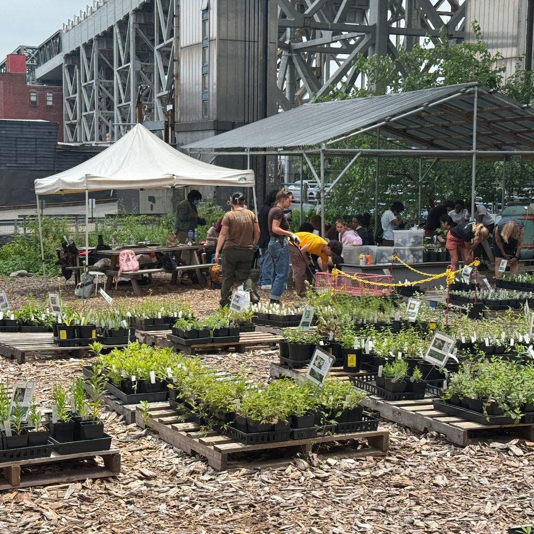 Lowlands Nursery, Gowanus Canal Conservancy 1