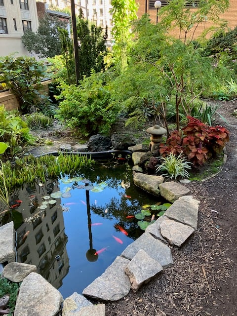 The Lotus Garden Public Hours 4