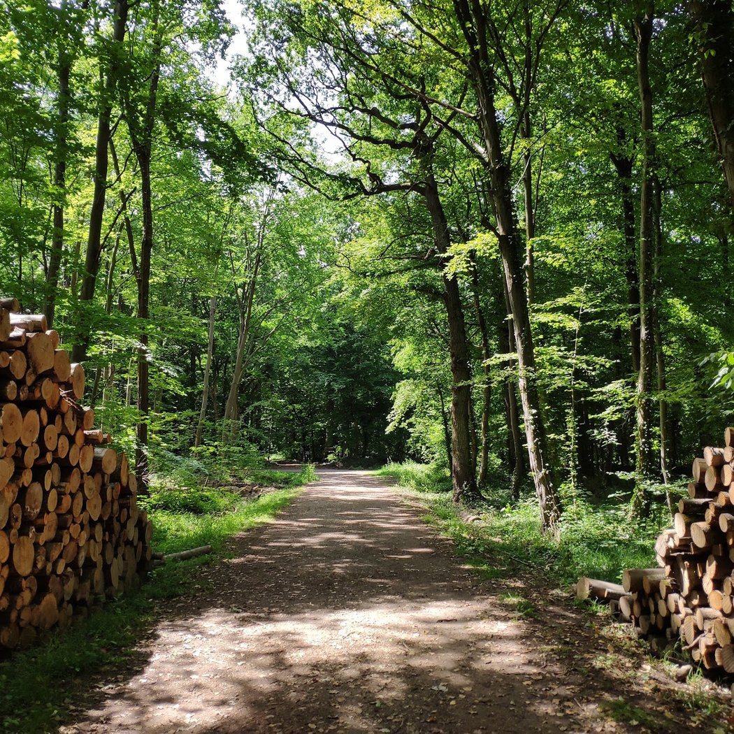 Bois de Verrieres 3