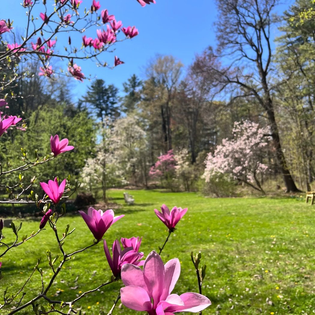 The Pine Hollow Arboretum 1