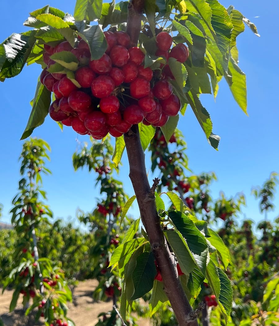 U Pick Orchards (Ranch 1) 2