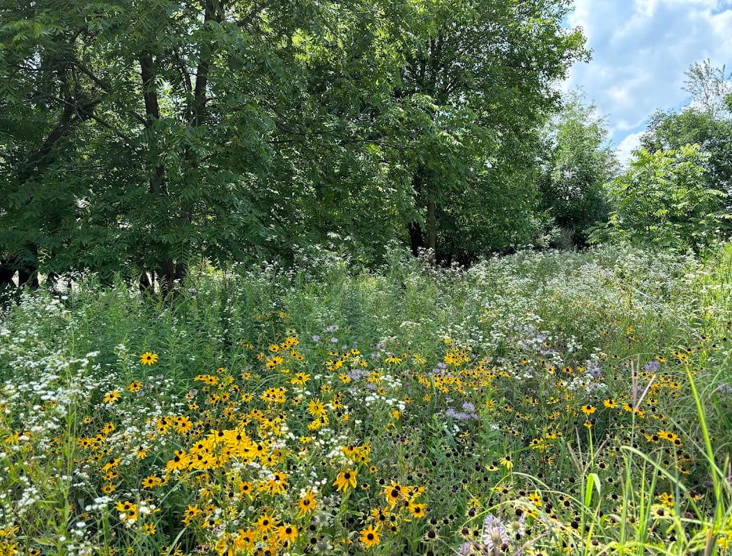 Greenview and Pioneer Woods Nature Area 2