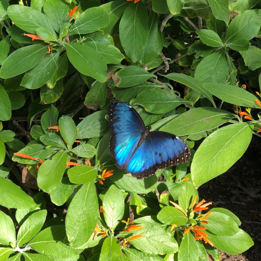 Photo Time with Butterflies 1